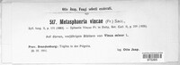 Metasphaeria vincae image